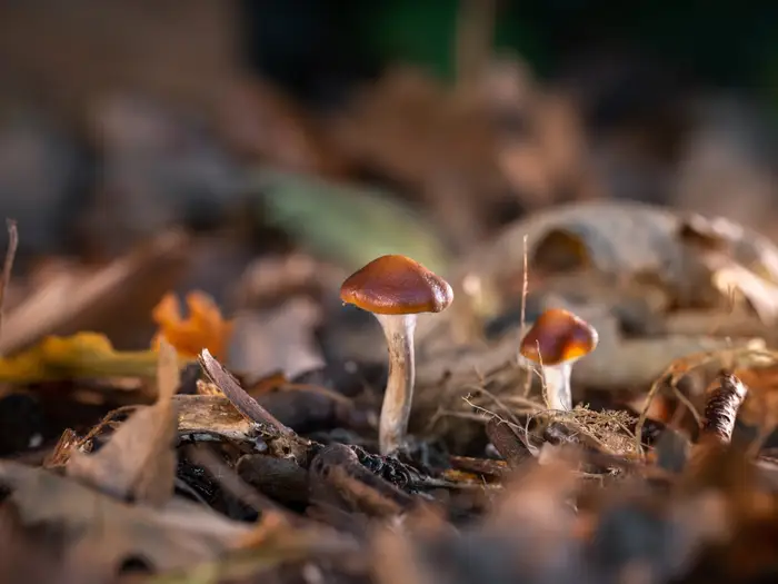 How to Buy Fresh Mushrooms Online in the UK