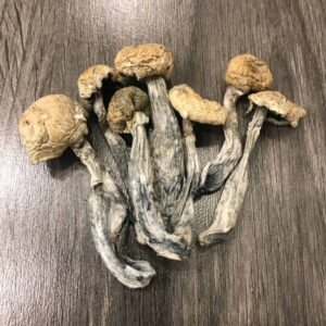 Mazatapec magic mushroom delivery online UK