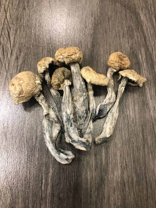 Mazatapec magic mushroom delivery online UK