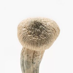 Discover where to find the best deals on magic mushrooms in the UK, exploring various sources including online shops, smartshops, and local markets. Understand pricing variations based on weight and potency, and learn about the legal landscape surrounding psilocybin mushrooms. This guide offers insights into safe purchasing options and tips for navigating the market effectively.