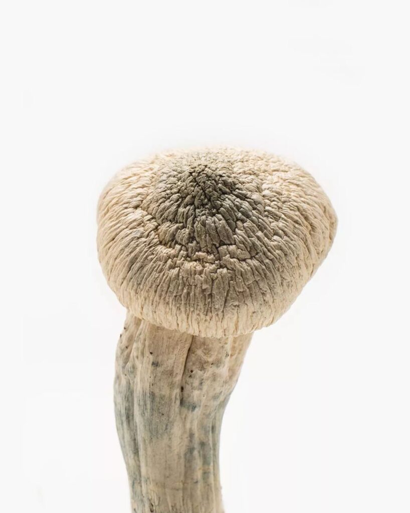 Discover where to find the best deals on magic mushrooms in the UK, exploring various sources including online shops, smartshops, and local markets. Understand pricing variations based on weight and potency, and learn about the legal landscape surrounding psilocybin mushrooms. This guide offers insights into safe purchasing options and tips for navigating the market effectively.