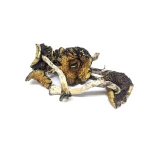 Mexicana Mushrooms for sale in UK