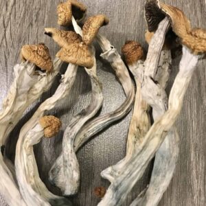Hillybilly Cubensis Mushrooms UK