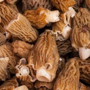 Buy Morel Mushrooms online London UK