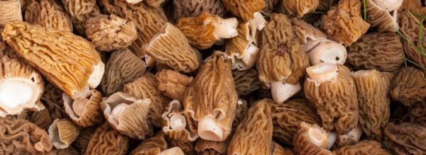 Buy Morel Mushrooms online London UK